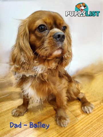 Gorgeous 1st Gen Toy Cavoodle Puppies - Located Boronia VIC 3155