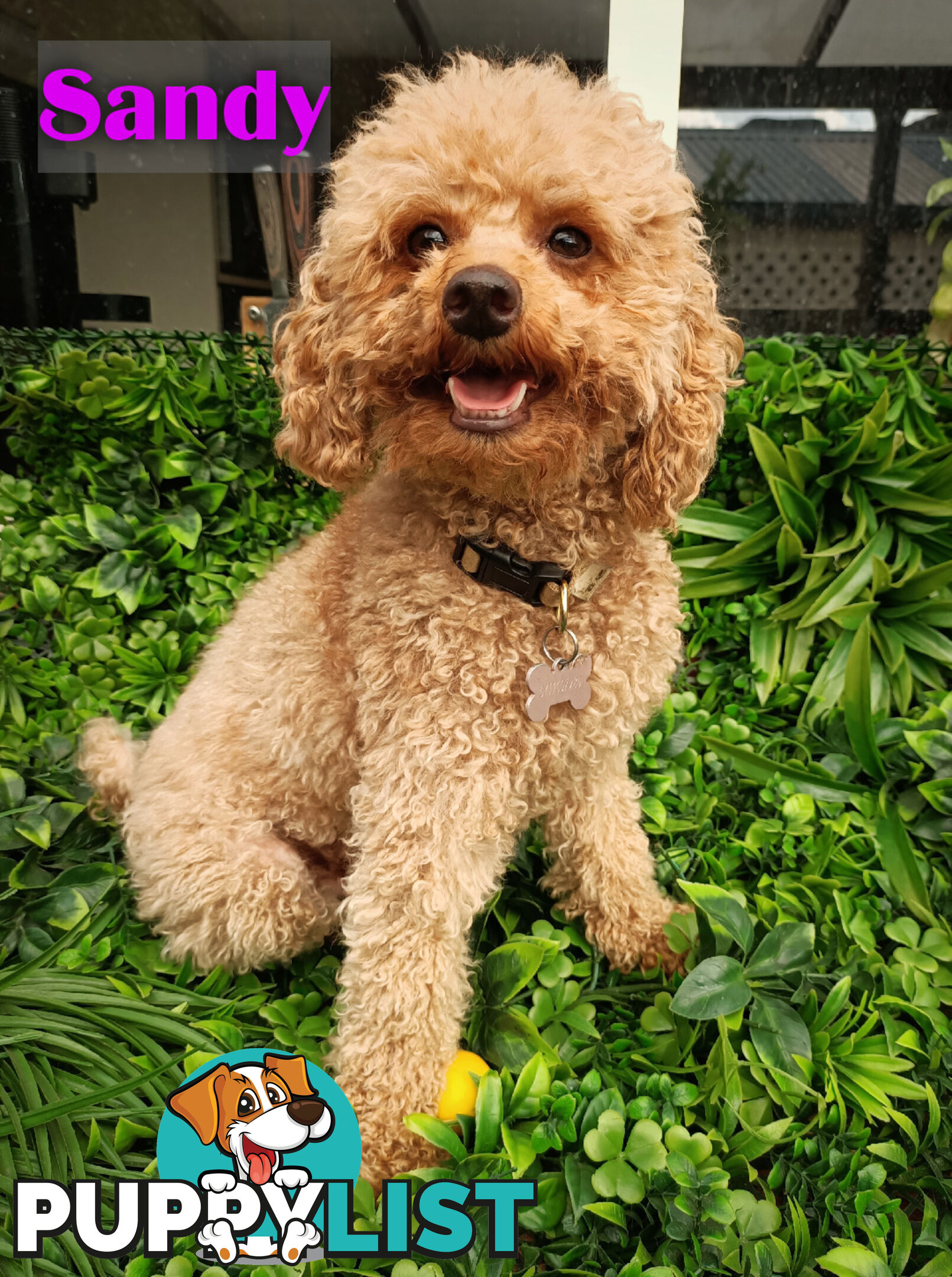 Gorgeous 1st Gen Toy Cavoodle Puppies - Located Boronia VIC 3155