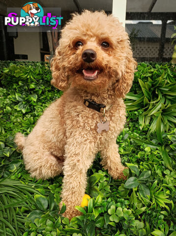 Gorgeous 1st Gen Toy Cavoodle Puppies - Located Boronia VIC 3155