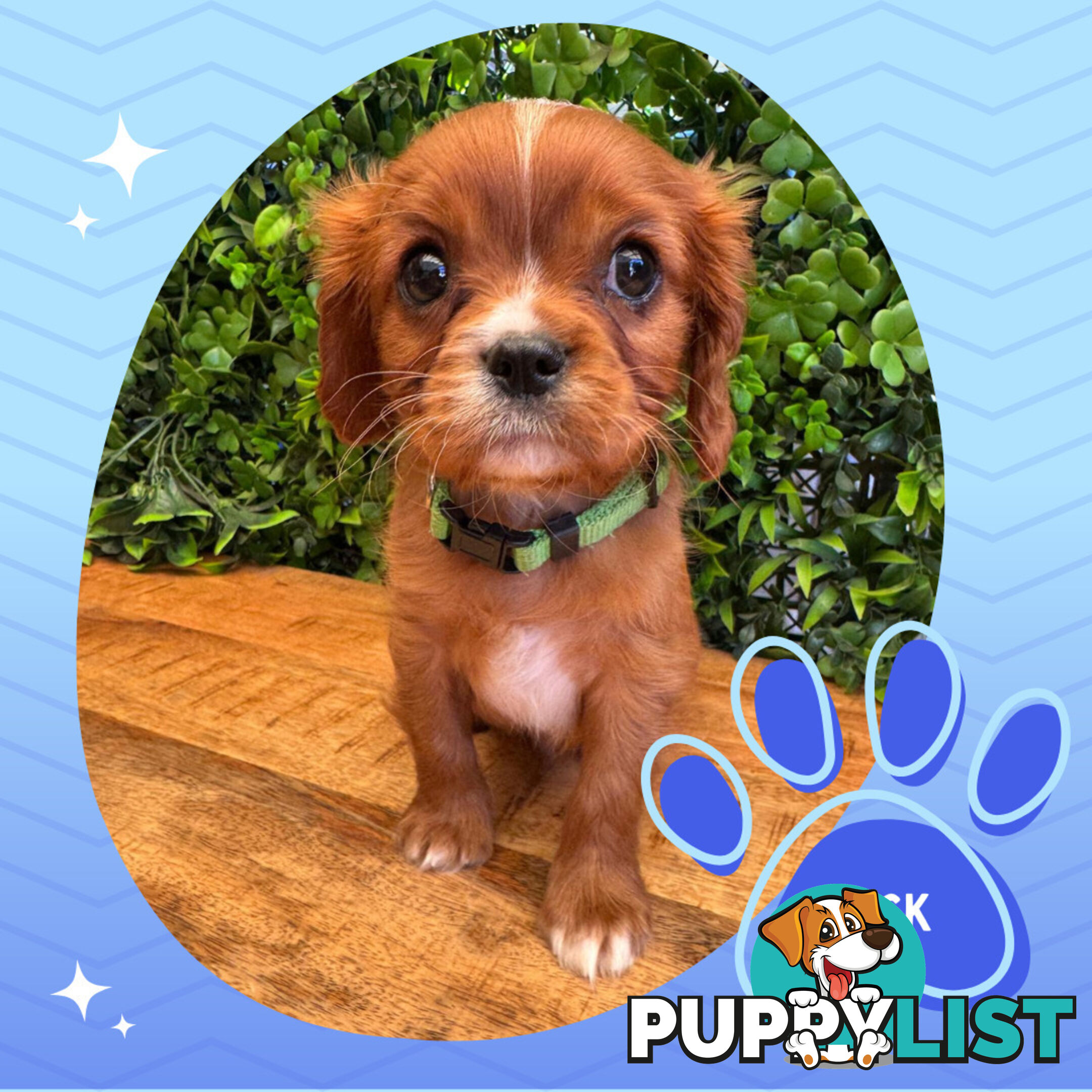 Purebred Cavalier King Charles Puppies - Located Mooroolbark VIC 3138