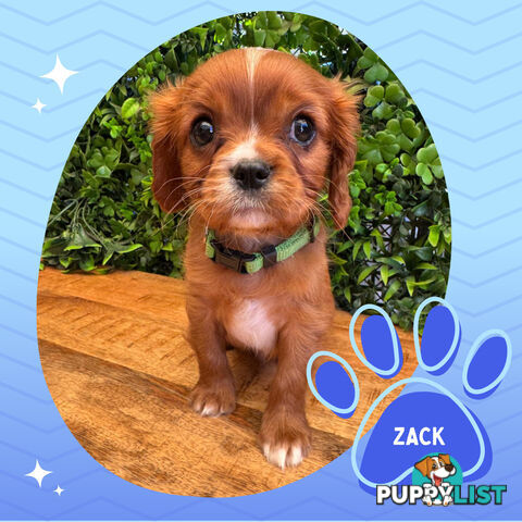 Purebred Cavalier King Charles Puppies - Located Mooroolbark VIC 3138