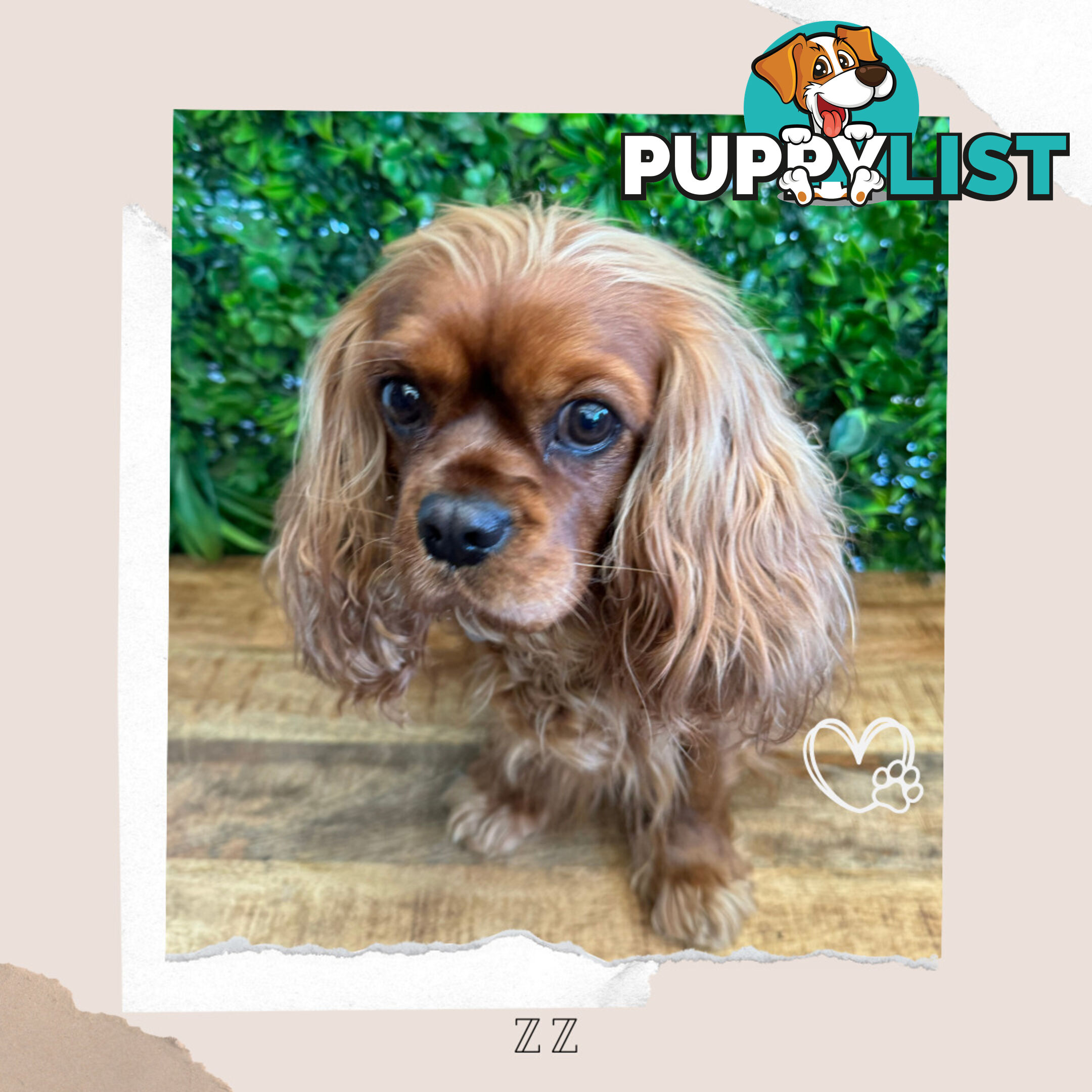 Purebred Cavalier King Charles Puppies - Located Mooroolbark VIC 3138