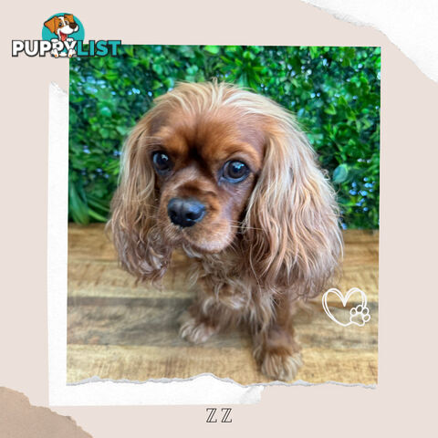 Purebred Cavalier King Charles Puppies - Located Mooroolbark VIC 3138