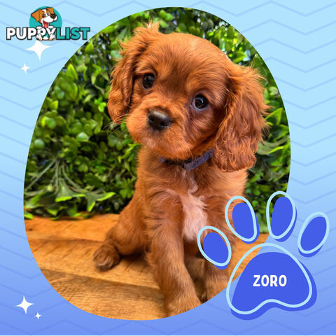Purebred Cavalier King Charles Puppies - Located Mooroolbark VIC 3138