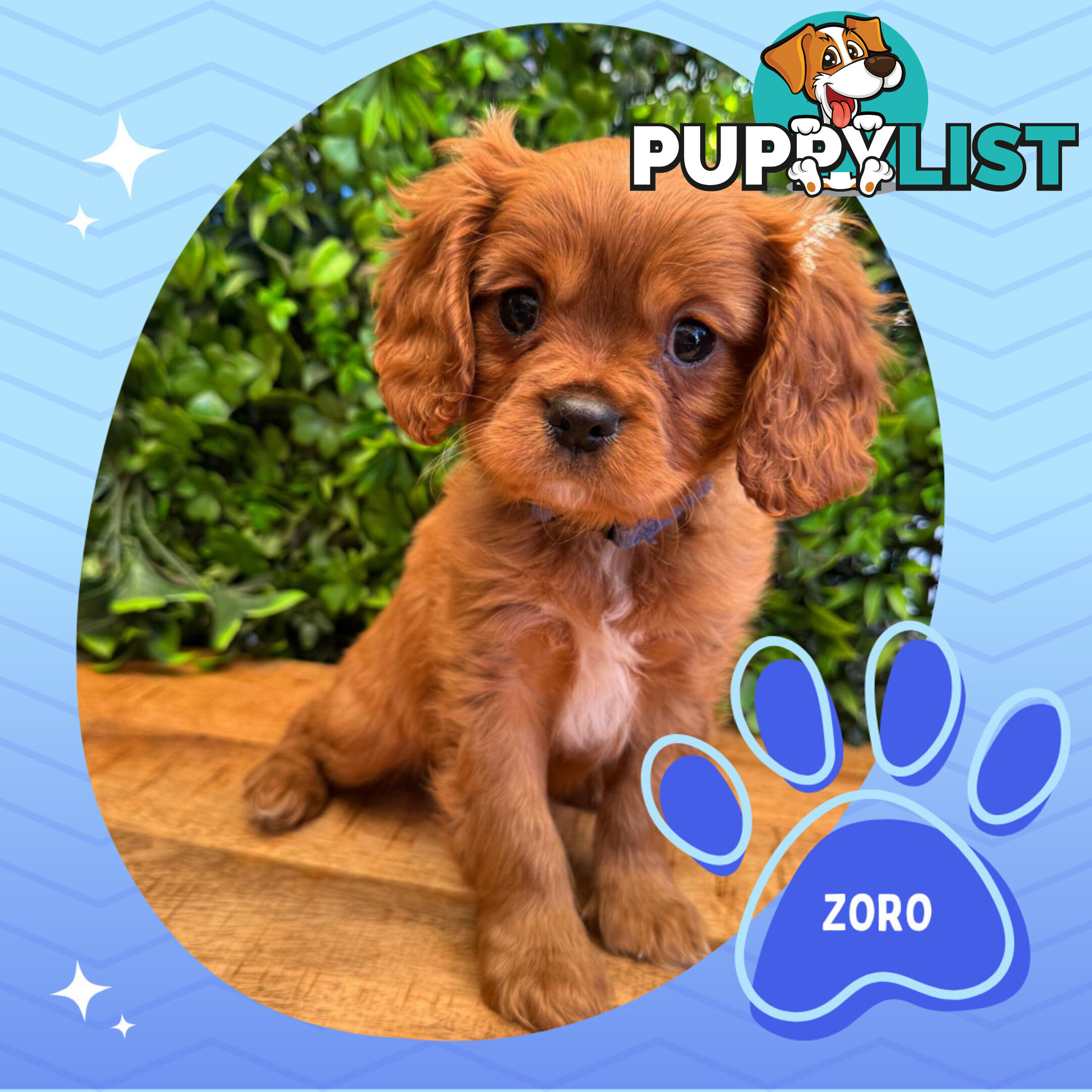 Purebred Cavalier King Charles Puppies - Located Mooroolbark VIC 3138