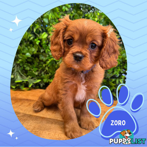 Purebred Cavalier King Charles Puppies - Located Mooroolbark VIC 3138
