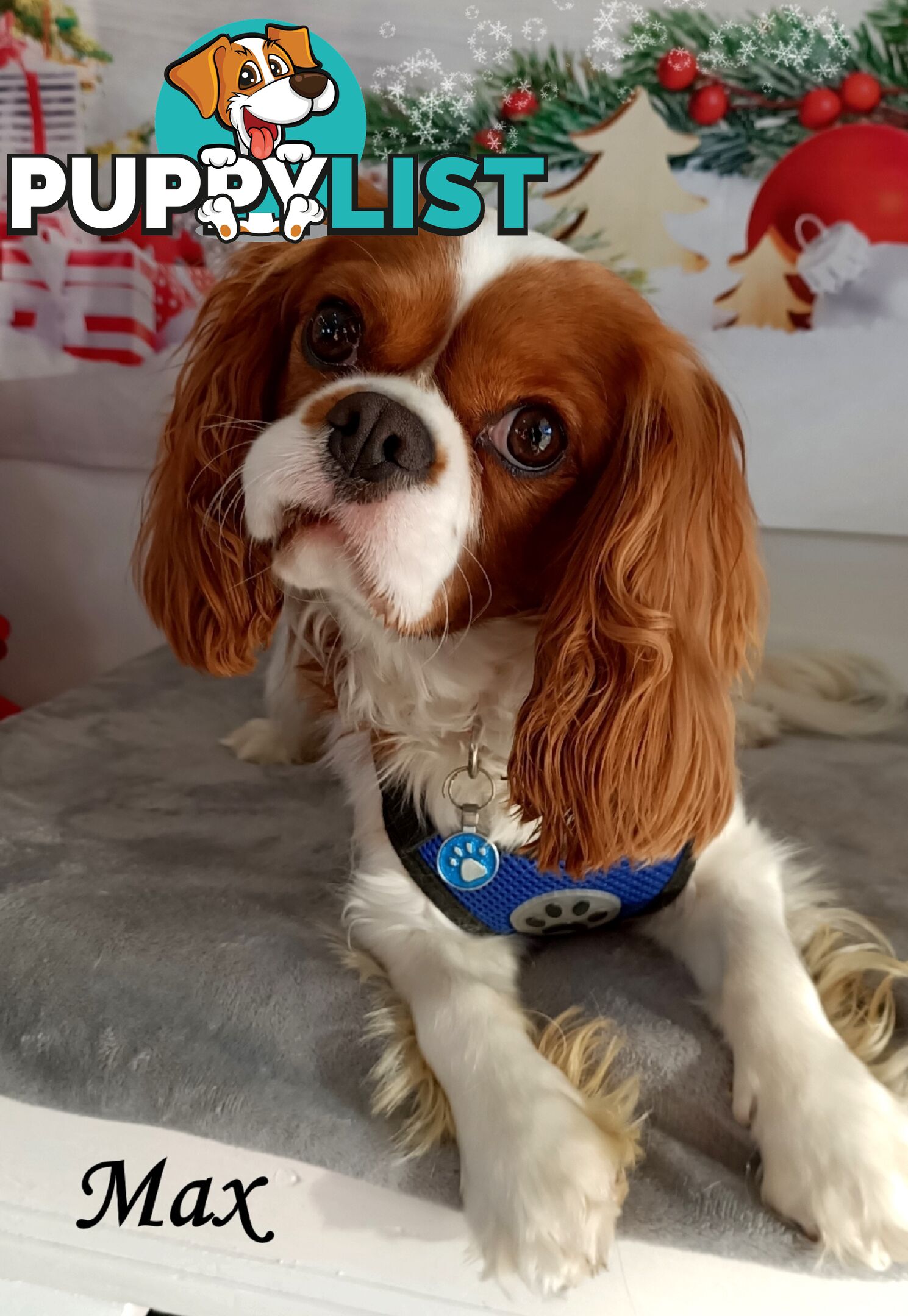 Purebred Cavalier King Charles Puppies - Located Mooroolbark VIC 3138
