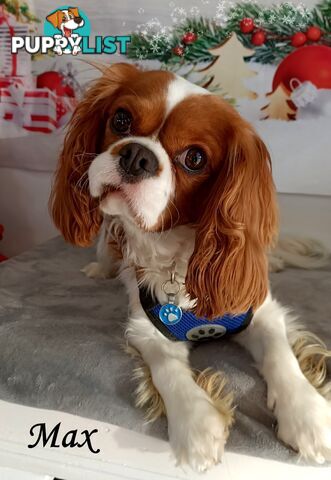 Purebred Cavalier King Charles Puppies - Located Mooroolbark VIC 3138