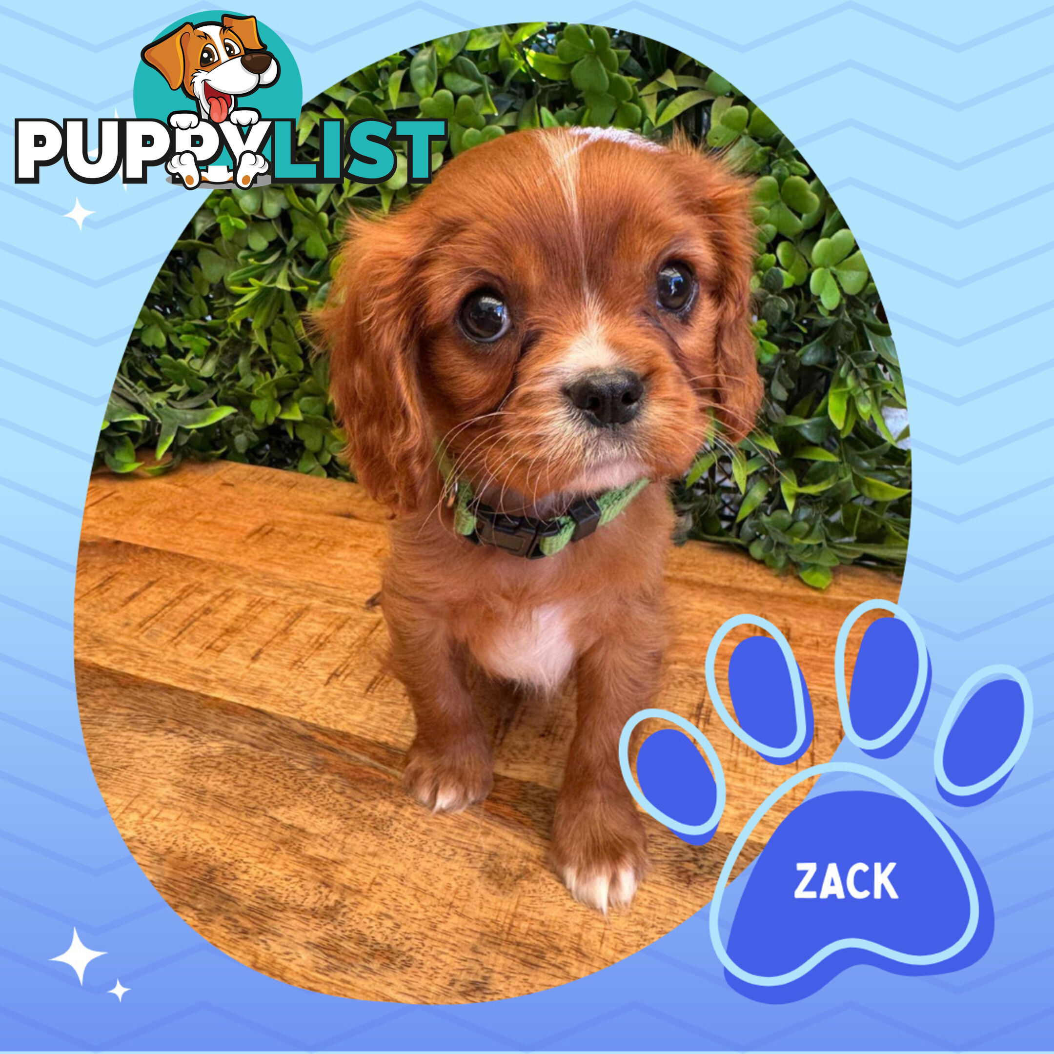 Purebred Cavalier King Charles Puppies - Located Mooroolbark VIC 3138