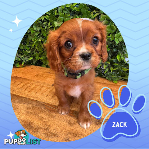 Purebred Cavalier King Charles Puppies - Located Mooroolbark VIC 3138