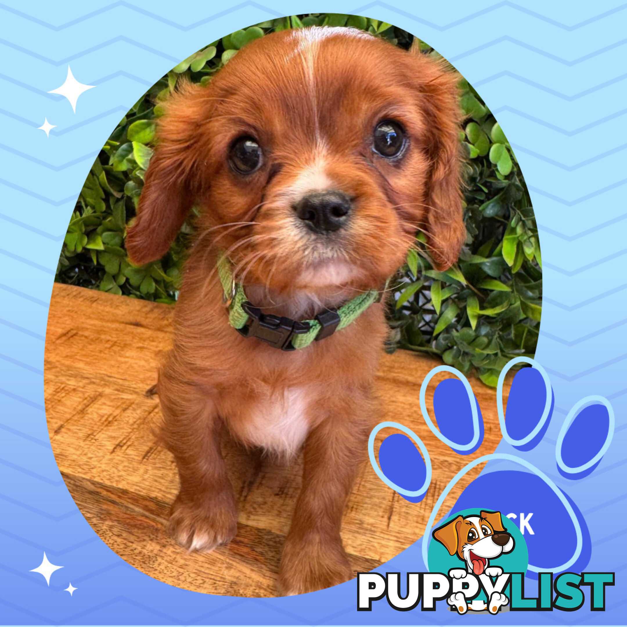Purebred Cavalier King Charles Puppies - Located Mooroolbark VIC 3138
