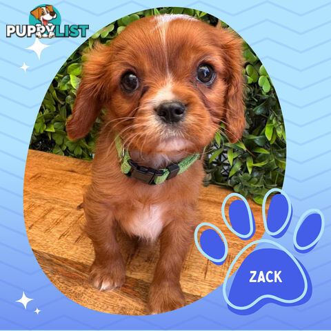 Purebred Cavalier King Charles Puppies - Located Mooroolbark VIC 3138