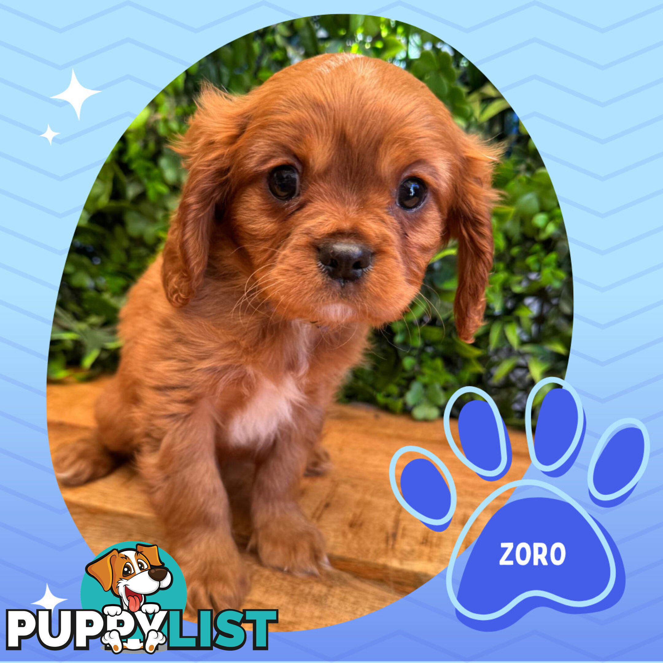 Purebred Cavalier King Charles Puppies - Located Mooroolbark VIC 3138