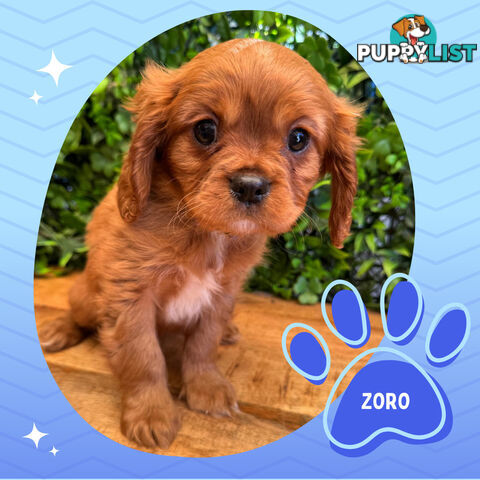 Purebred Cavalier King Charles Puppies - Located Mooroolbark VIC 3138