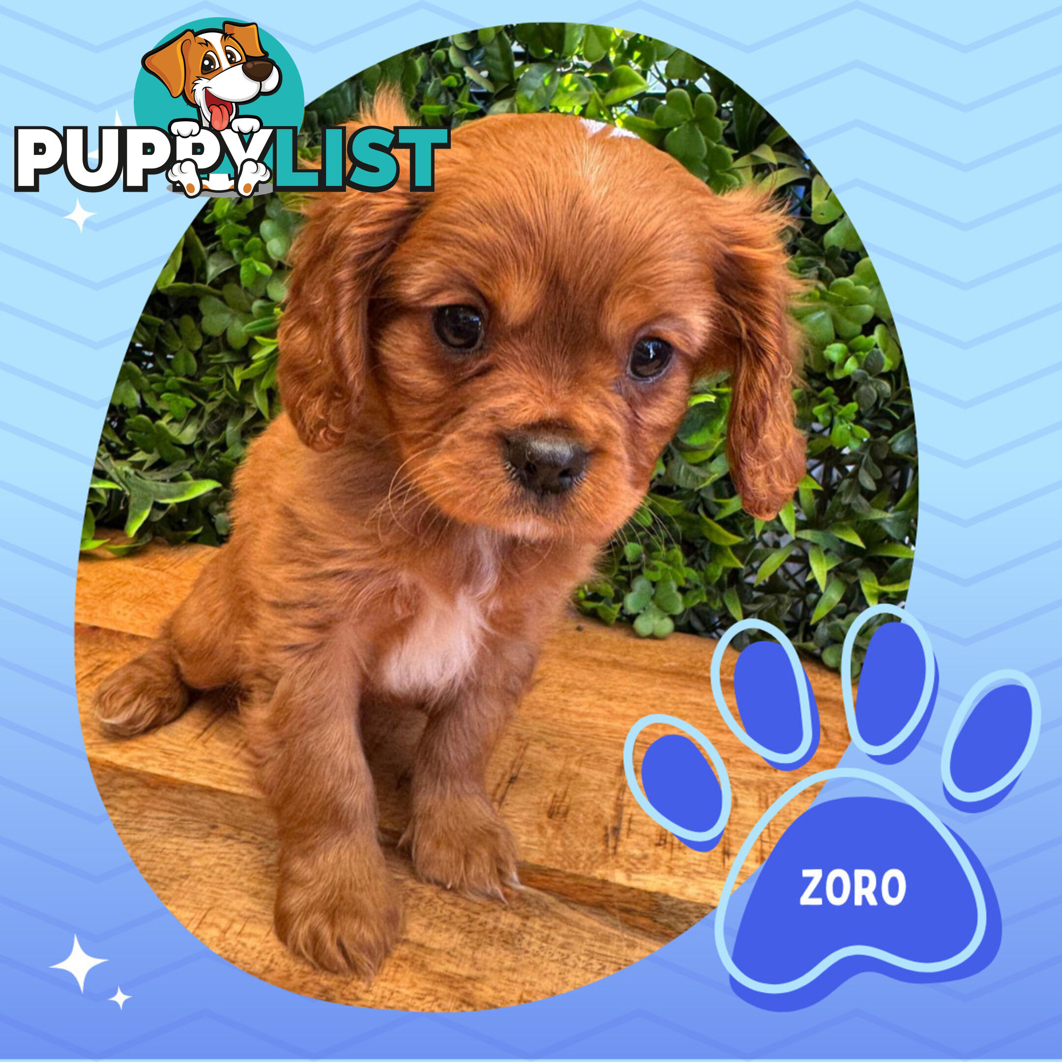 Purebred Cavalier King Charles Puppies - Located Mooroolbark VIC 3138