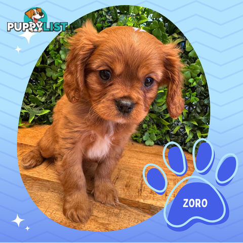 Purebred Cavalier King Charles Puppies - Located Mooroolbark VIC 3138