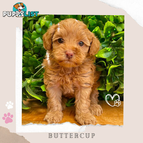 F1B Toy Cavoodle Pups - Available Now - Mooroolbark VIC 3138
