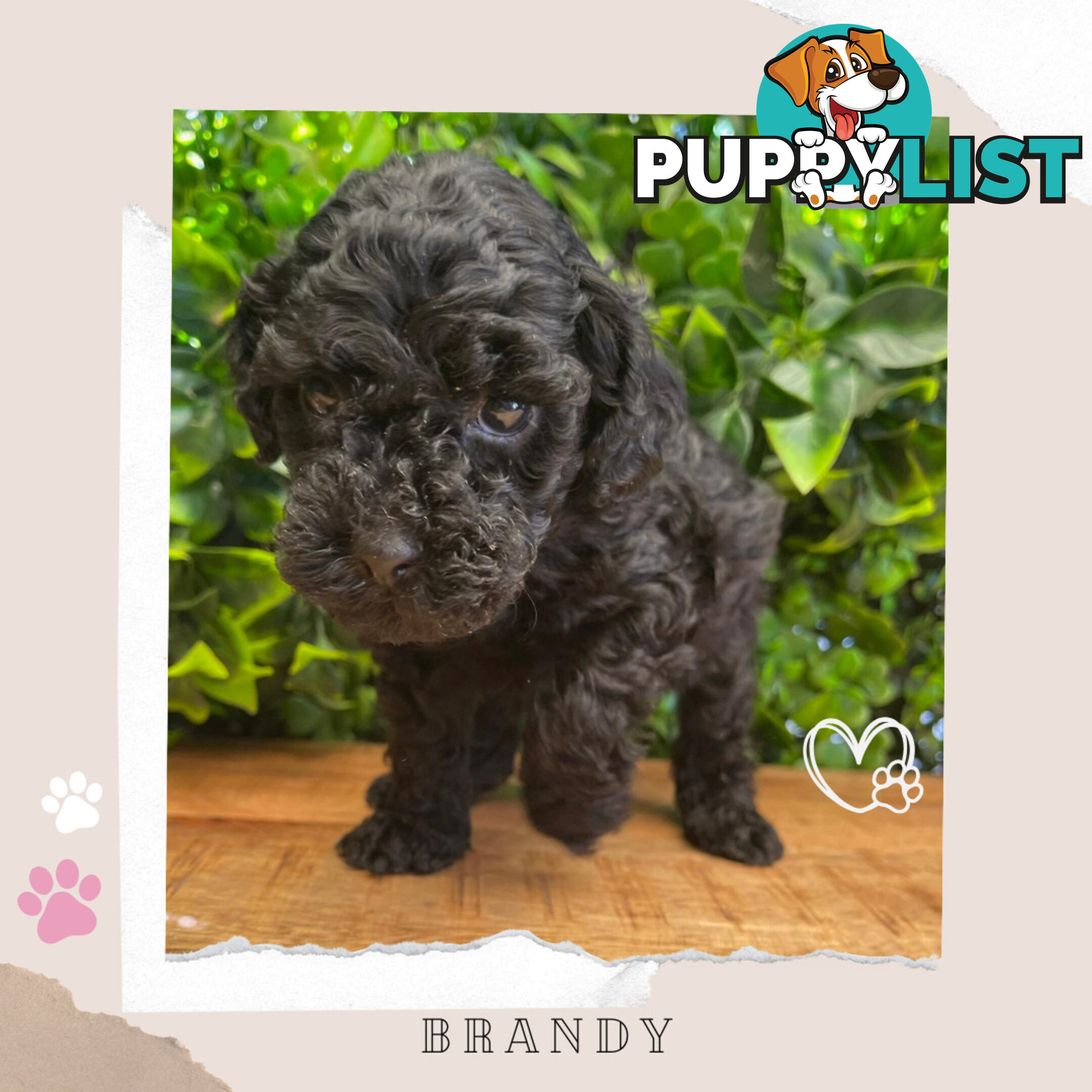 Teacup F1b Cavoodle Pups - Available Now - Mooroolbark VIC 3138
