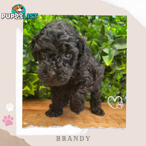 Teacup F1b Cavoodle Pups - Available Now - Mooroolbark VIC 3138