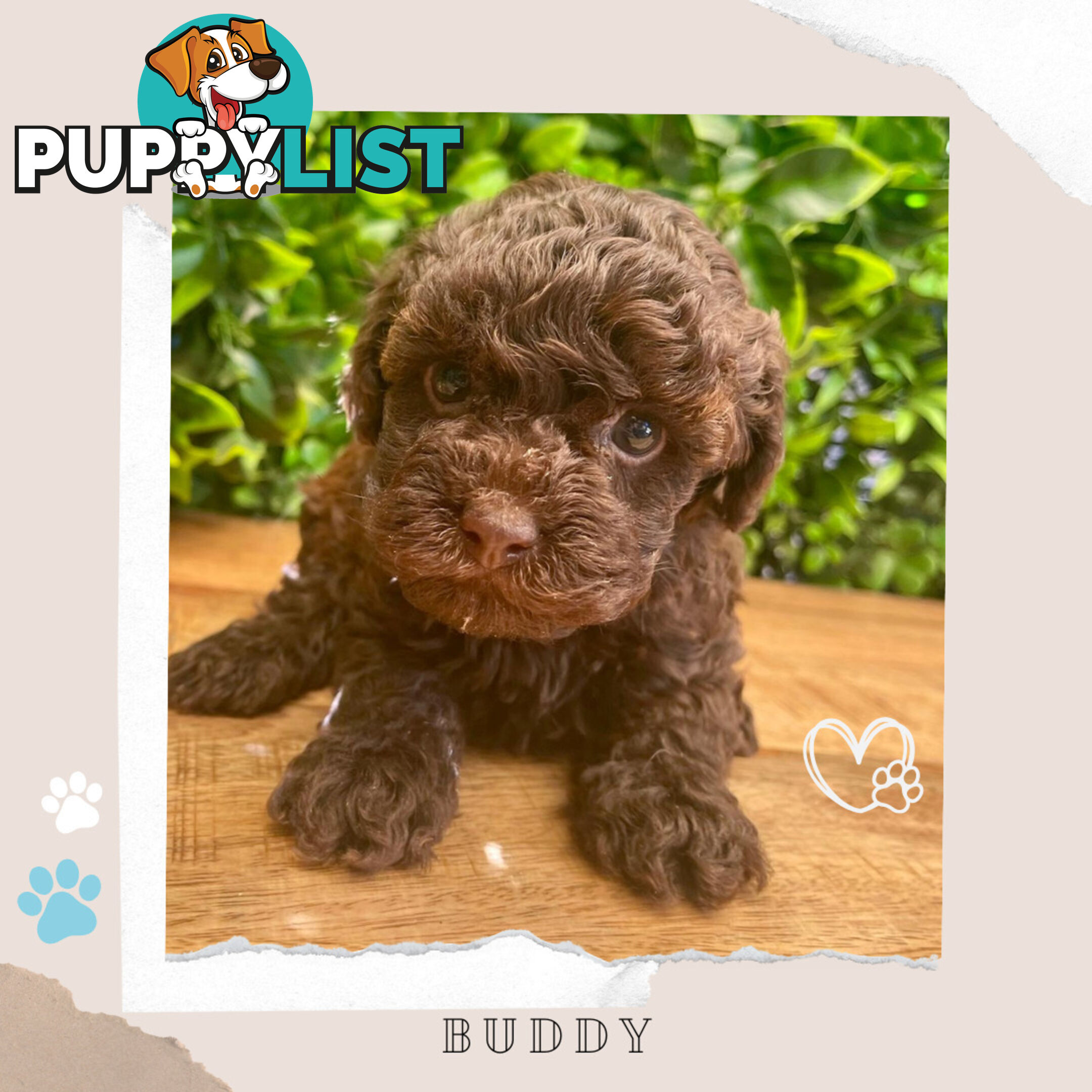 Teacup F1b Cavoodle Pups - Available Now - Mooroolbark VIC 3138