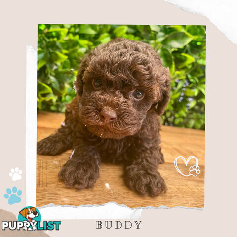 Teacup F1b Cavoodle Pups - Available Now - Mooroolbark VIC 3138
