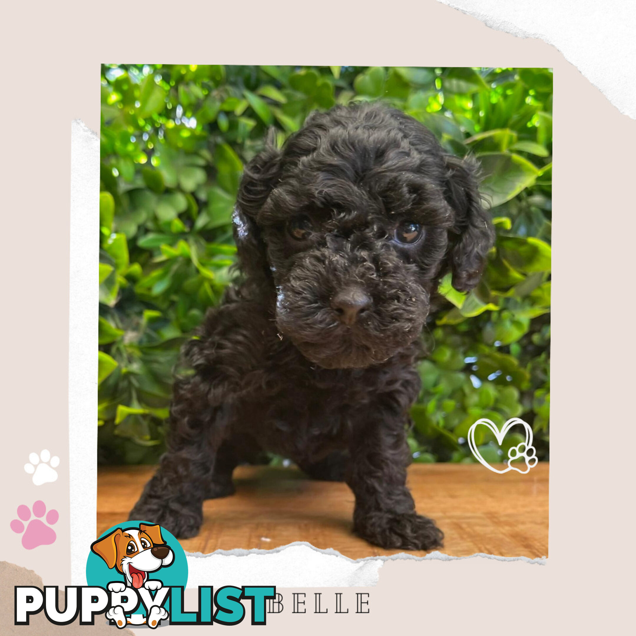 Teacup F1b Cavoodle Pups - Available Now - Mooroolbark VIC 3138