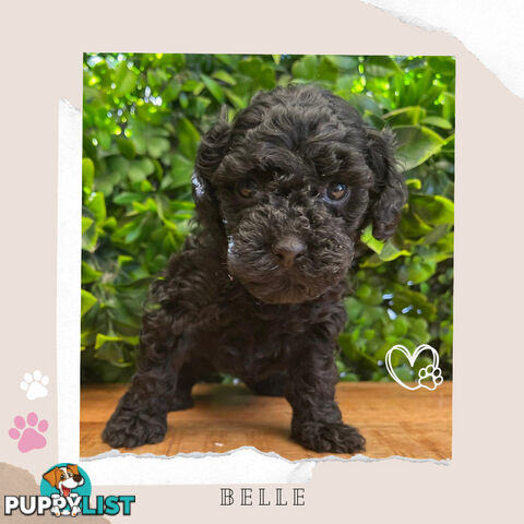 F1B Toy Cavoodle Pups - Available Now - Mooroolbark VIC 3138