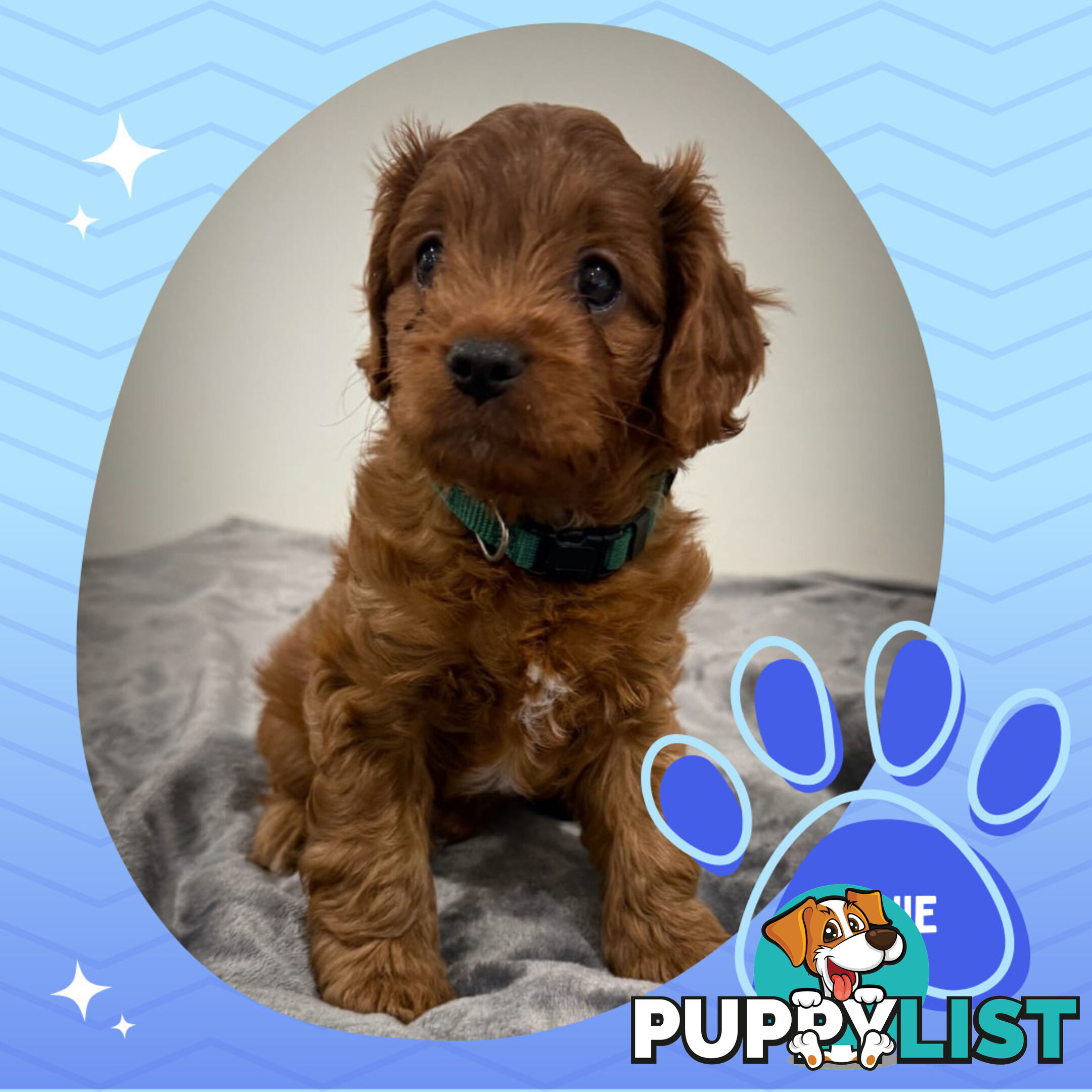 3 Amazing 1st Gen Toy Cavoodles Available - Located in Portarlington VIC 3223