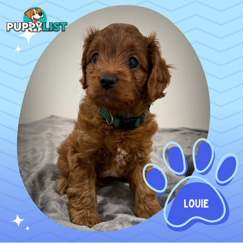 3 Amazing 1st Gen Toy Cavoodles Available - Located in Portarlington VIC 3223