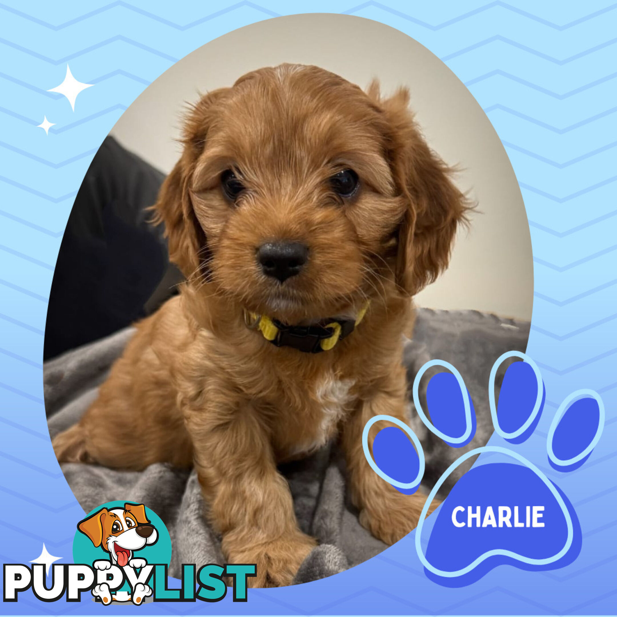 3 Amazing 1st Gen Toy Cavoodles Available - Located in Portarlington VIC 3223