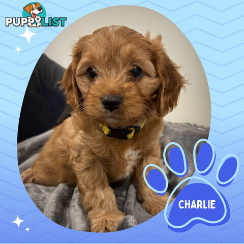 3 Amazing 1st Gen Toy Cavoodles Available - Located in Portarlington VIC 3223
