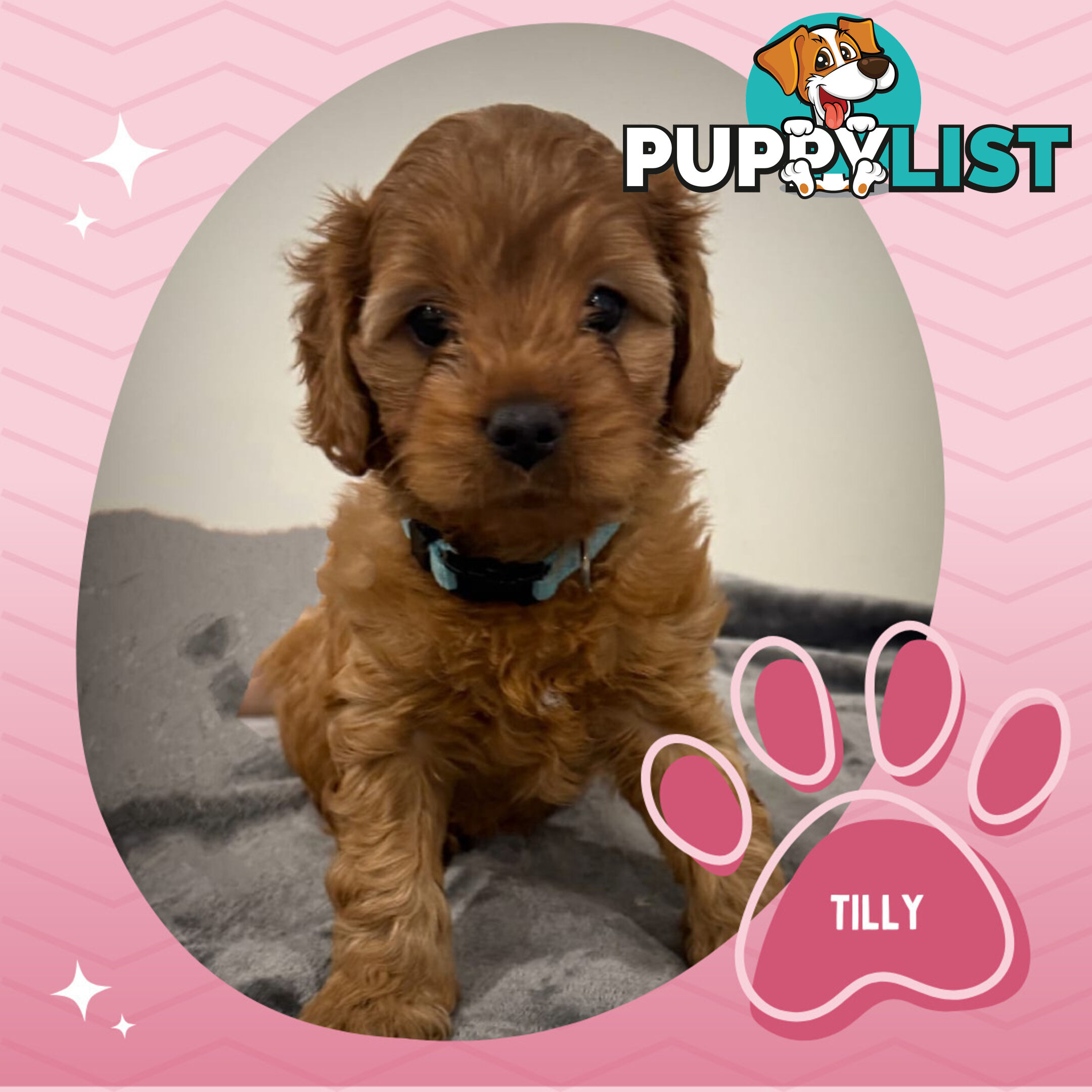 3 Amazing 1st Gen Toy Cavoodles Available - Located in Portarlington VIC 3223