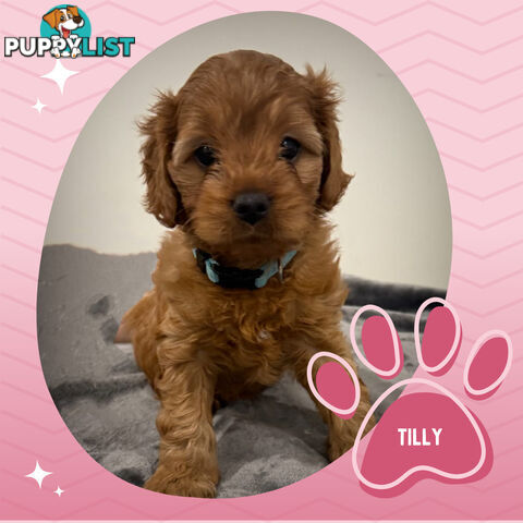 3 Amazing 1st Gen Toy Cavoodles Available - Located in Portarlington VIC 3223
