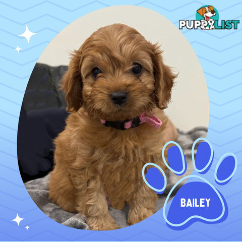 3 Amazing 1st Gen Toy Cavoodles Available - Located in Portarlington VIC 3223