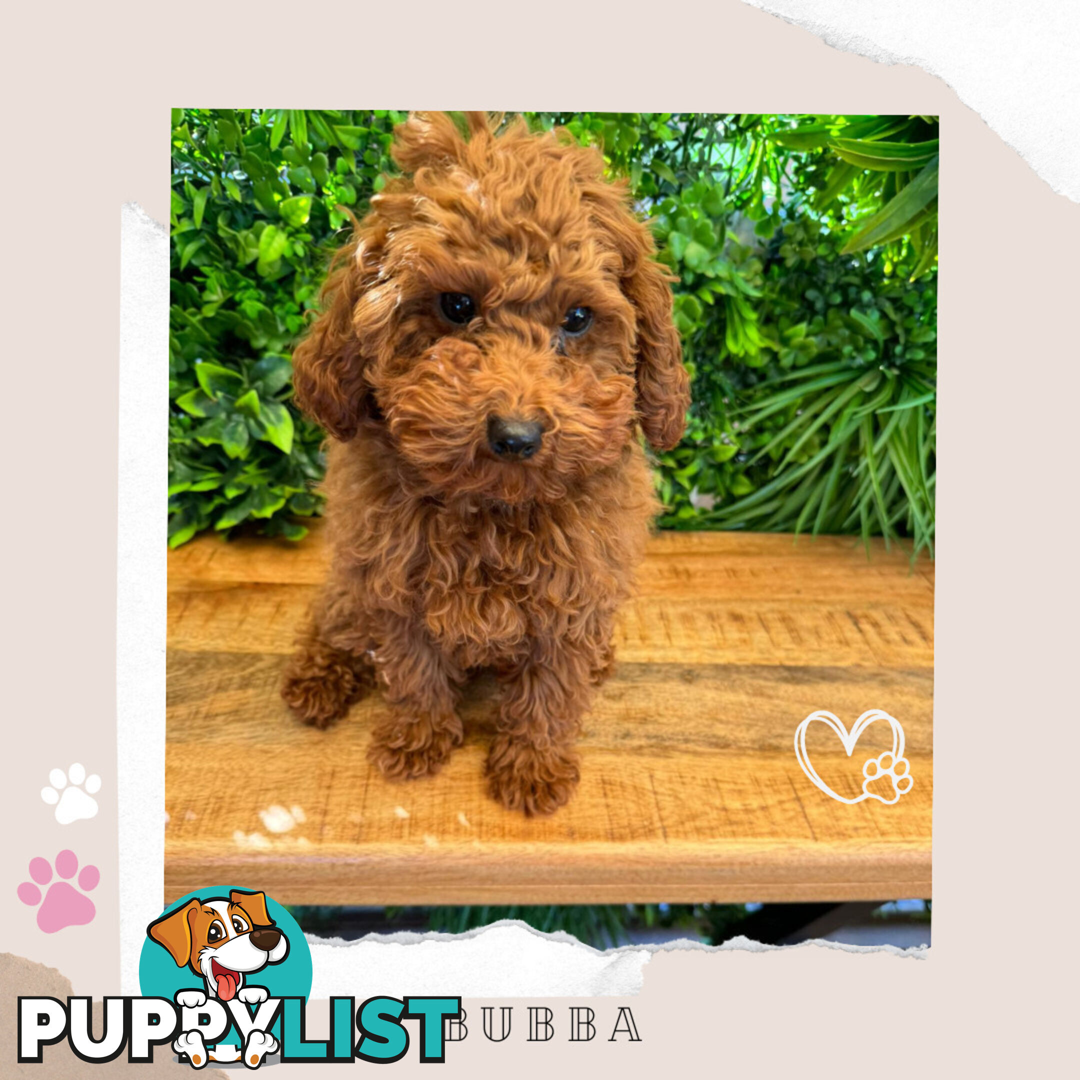 F1b Toy Cavoodle Puppies - Low Allergy and non-shedding