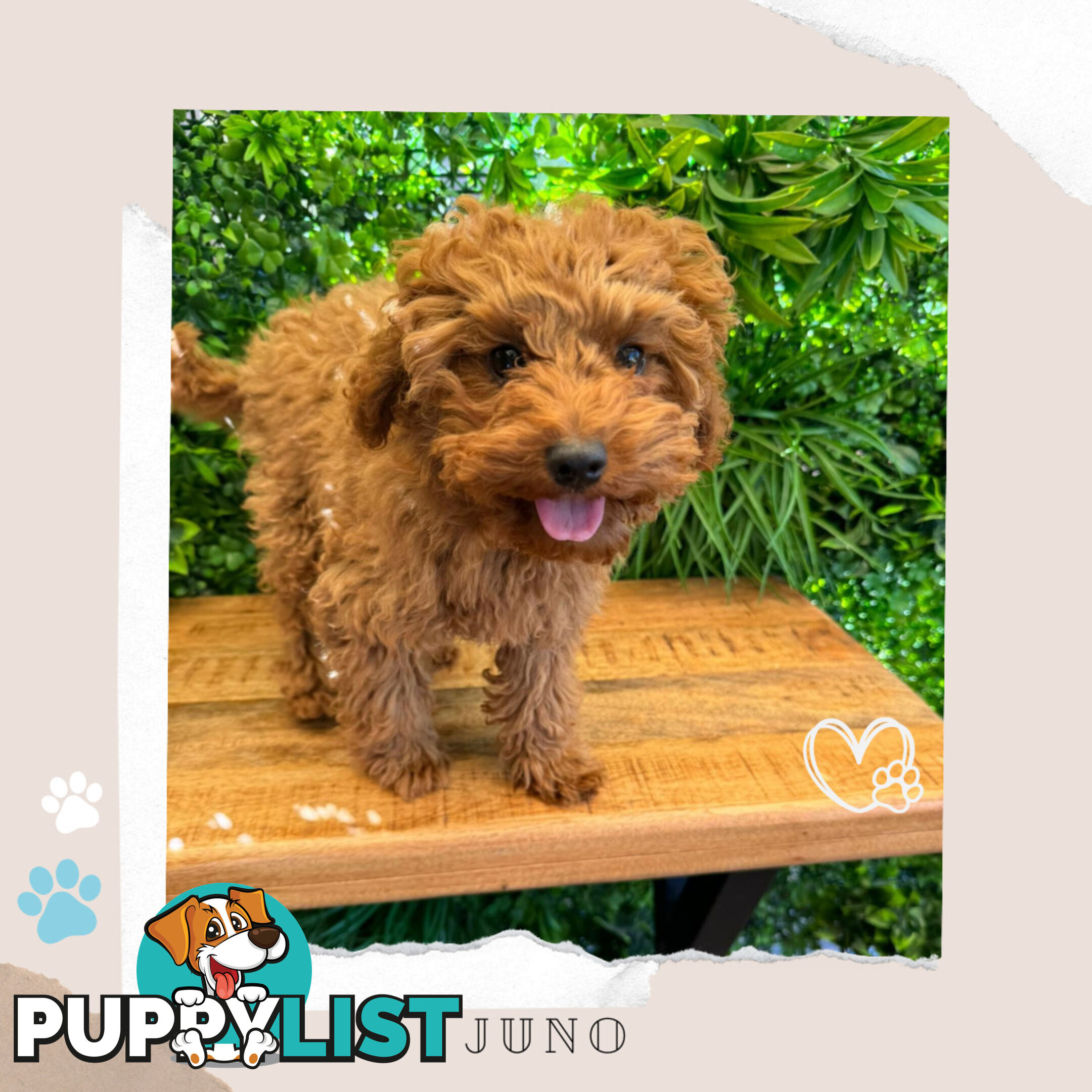 F1b Toy Cavoodle Puppies - Low Allergy and non-shedding