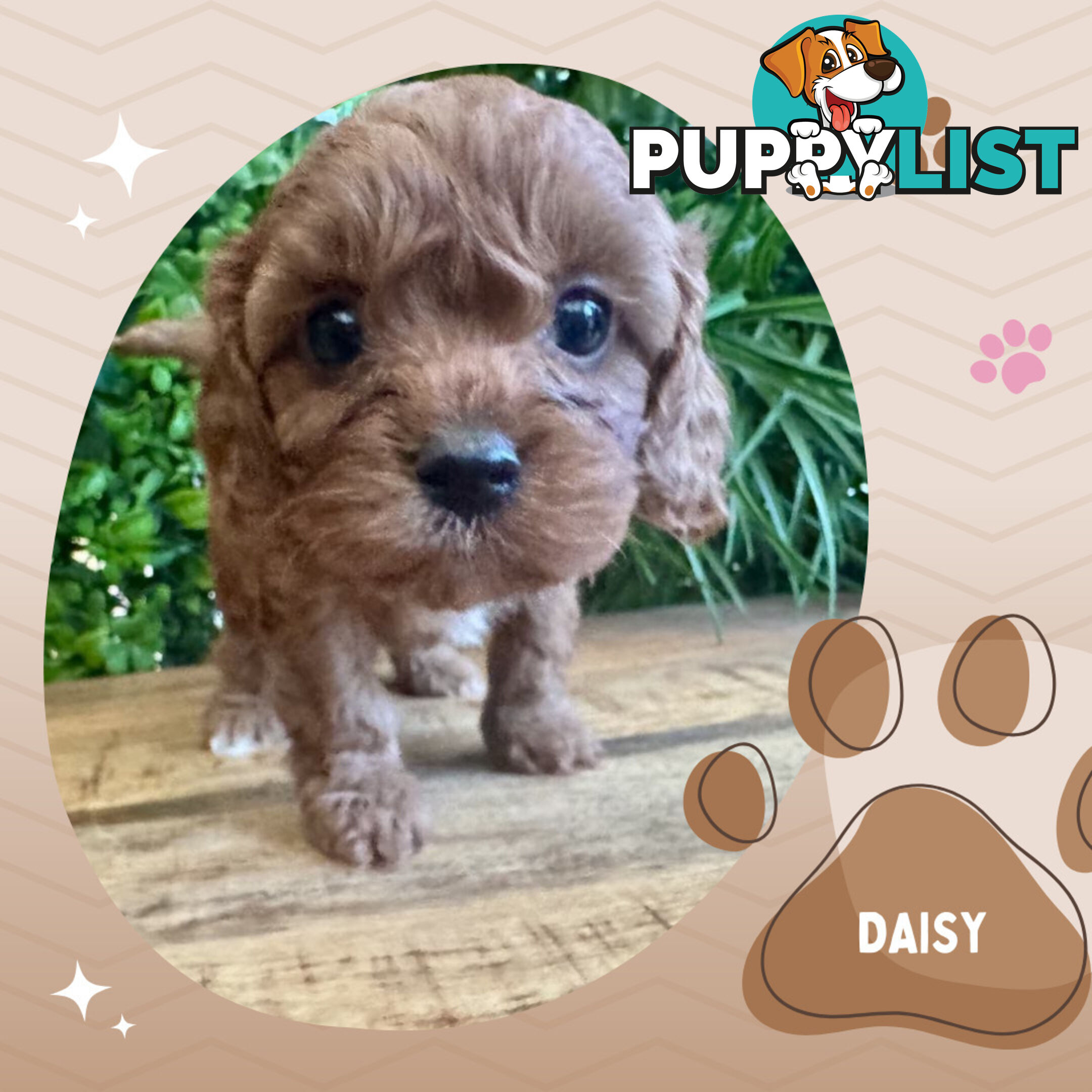 1st Gen Toy Cavoodle Pups DNA Clear, Available Croydon Hills VIC 3136