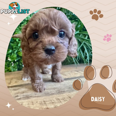 1st Gen Toy Cavoodle Pups DNA Clear, Available Croydon Hills VIC 3136