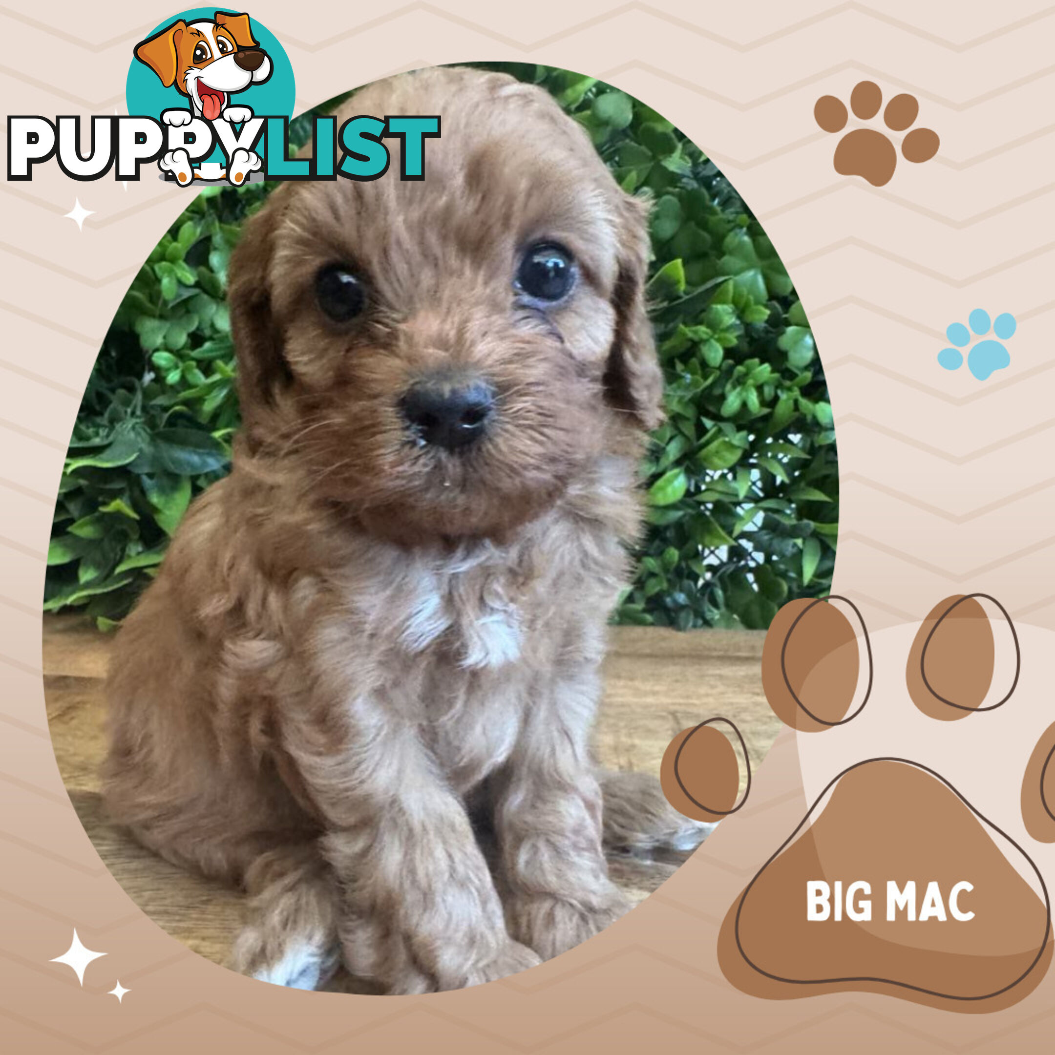 1st Gen Toy Cavoodle Pups DNA Clear, Available Croydon Hills VIC 3136