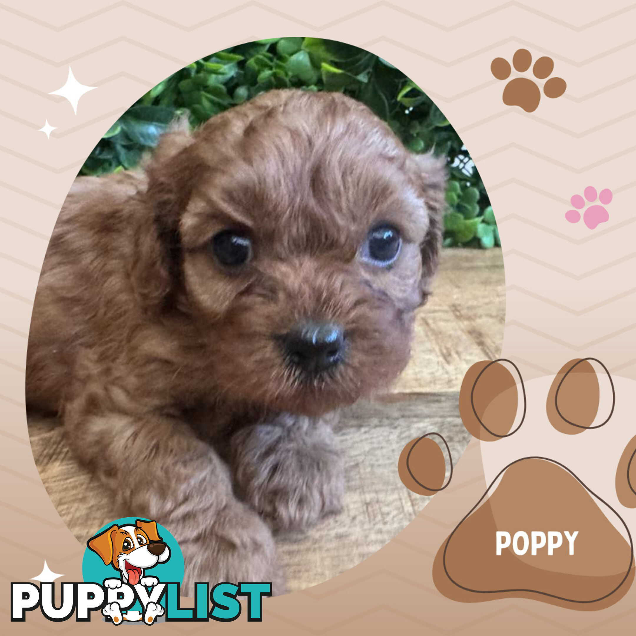 1st Gen Toy Cavoodle Pups DNA Clear, Available Croydon Hills VIC 3136