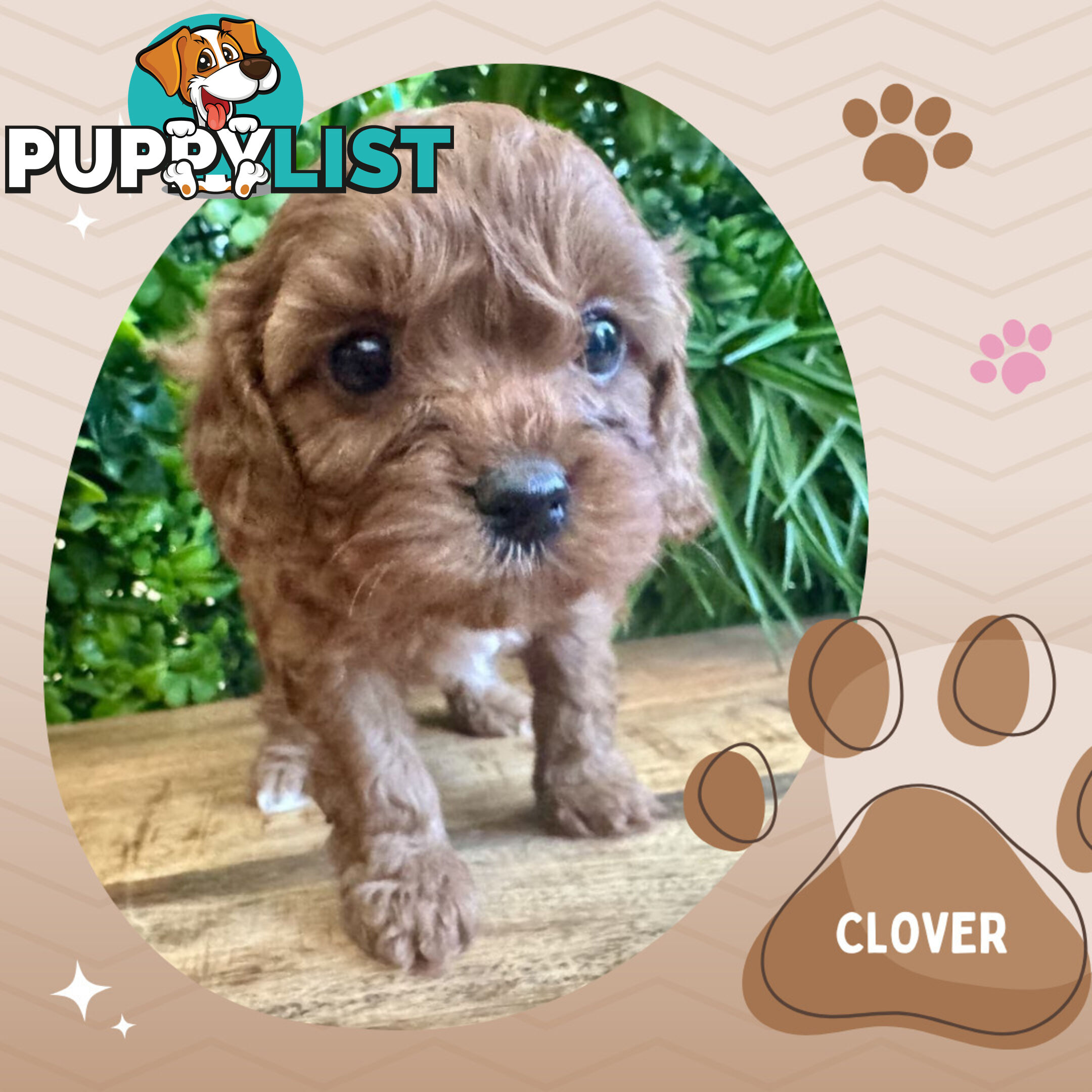 1st Gen Toy Cavoodle Pups DNA Clear, Available Croydon Hills VIC 3136