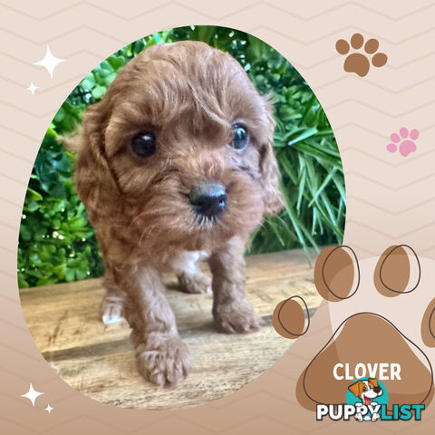 1st Gen Toy Cavoodle Pups DNA Clear, Available Croydon Hills VIC 3136