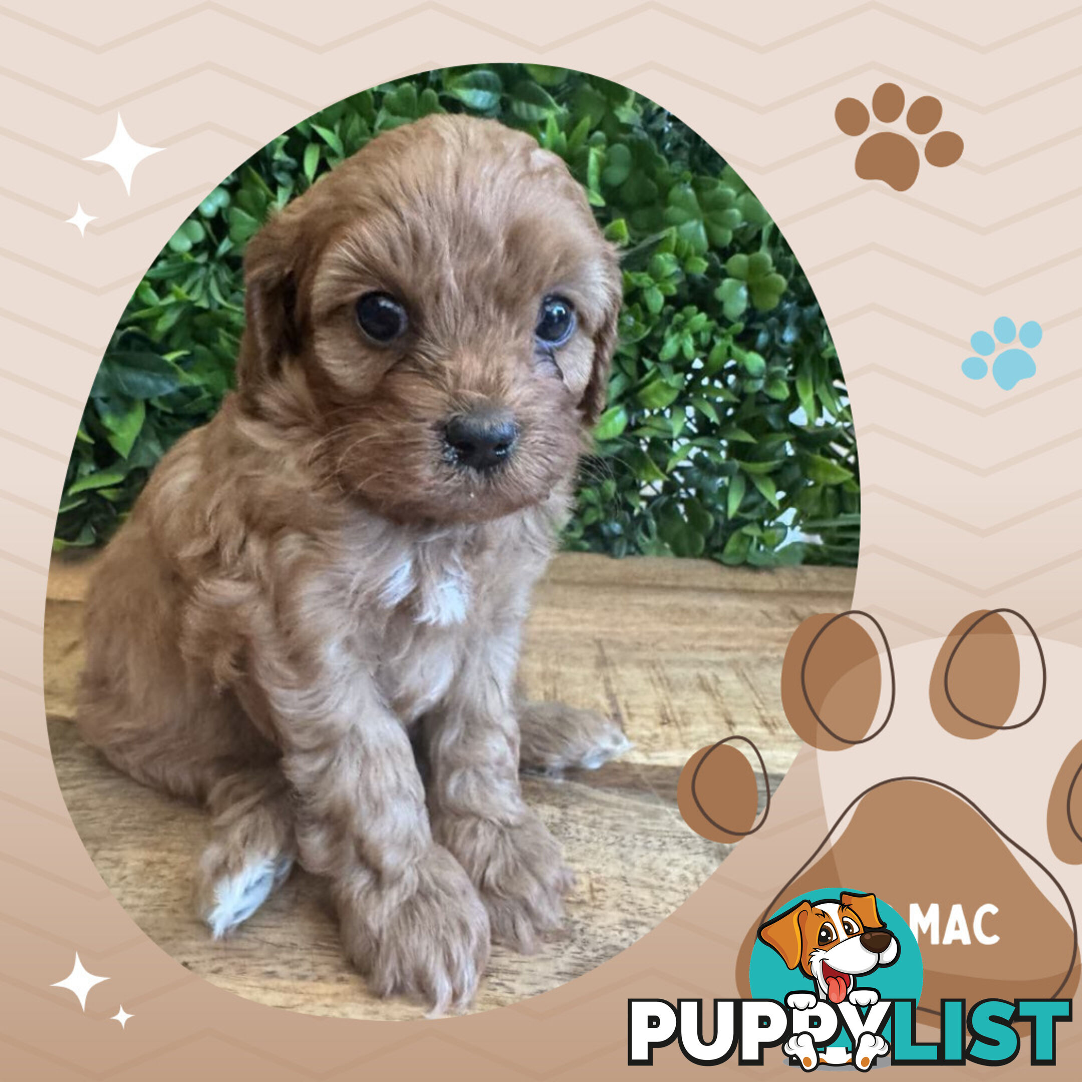 1st Gen Toy Cavoodle Pups DNA Clear, Available Croydon Hills VIC 3136