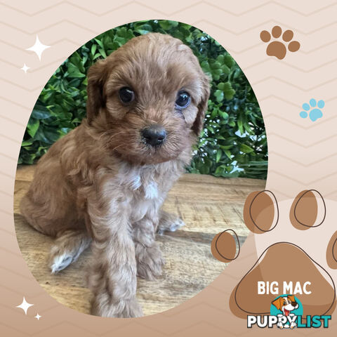 1st Gen Toy Cavoodle Pups DNA Clear, Available Croydon Hills VIC 3136