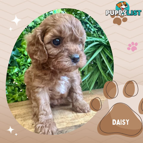 1st Gen Toy Cavoodle Pups DNA Clear, Available Croydon Hills VIC 3136