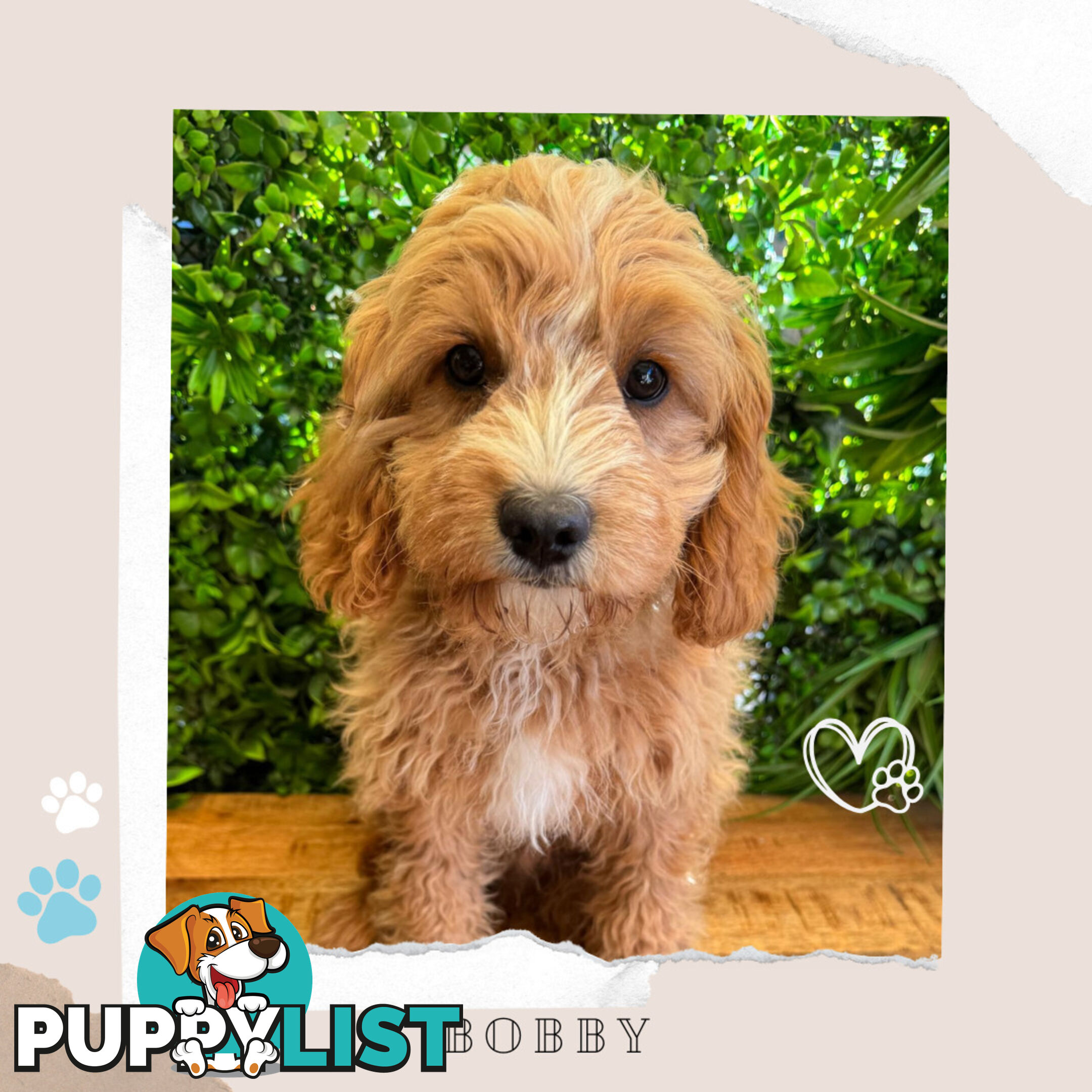 1st Gen Toy Cavoodle Pups DNA Clear, Available Boronia VIC 3155