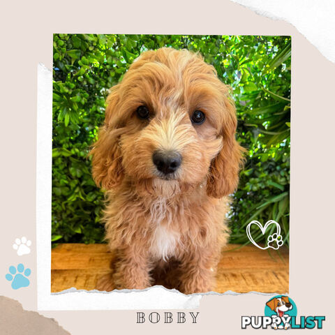 1st Gen Toy Cavoodle Pups DNA Clear, Available Boronia VIC 3155