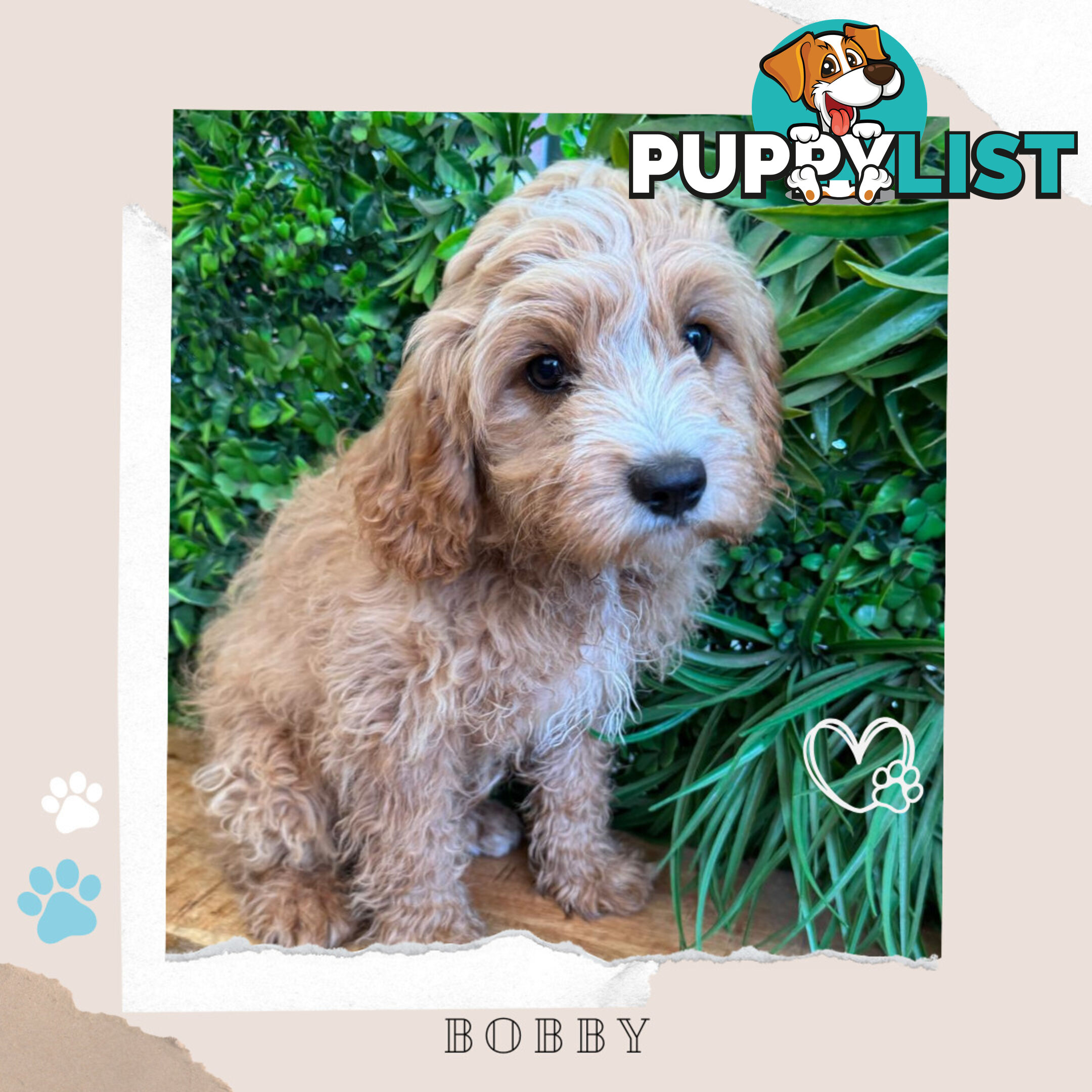 1st Gen Toy Cavoodle Pups DNA Clear, Available Boronia VIC 3155