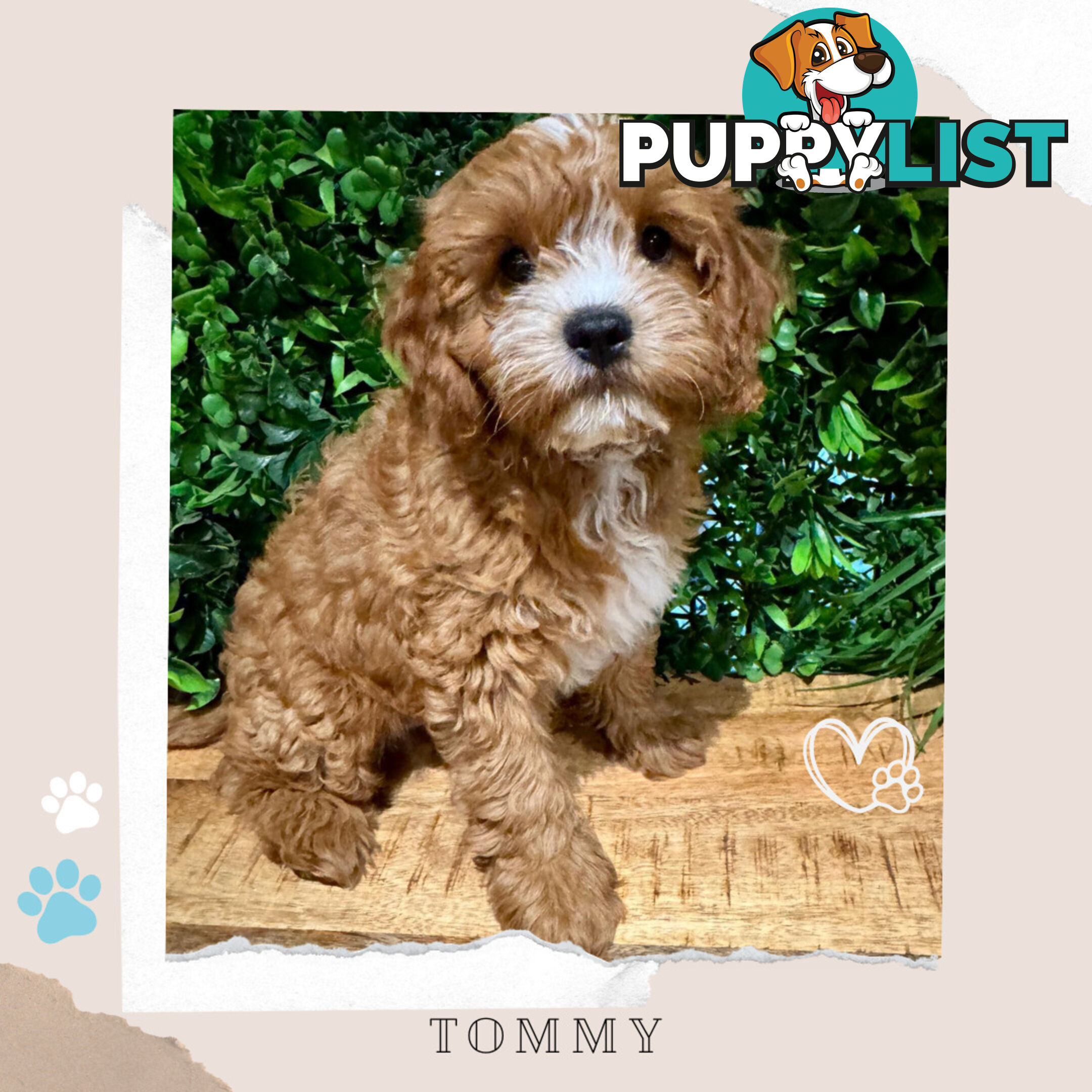 1st Gen Toy Cavoodle Pups DNA Clear, Available Boronia VIC 3155