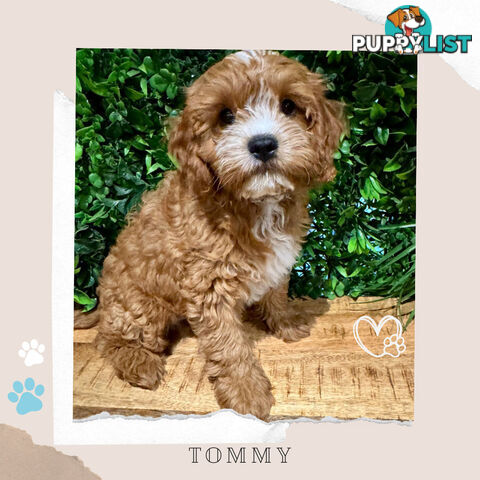 1st Gen Toy Cavoodle Pups DNA Clear, Available Boronia VIC 3155
